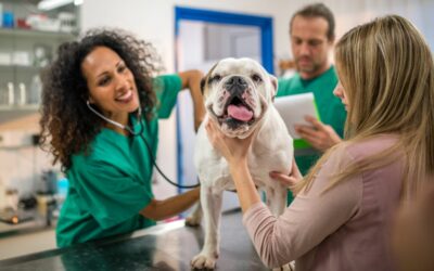 Jurusan Kedokteran Hewan: Info Kuliah, Materi dan Kampusnya