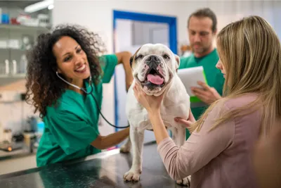 Dokter hewan sedang memeriksa hewan anjing.