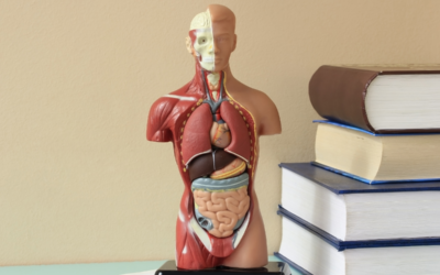 10+ Contoh Soal Biologi Sistem Organ, Lengkap dengan Pembahasannya