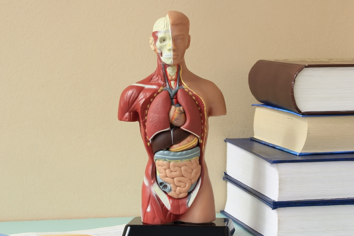 patung sistem organ tubuh manusia