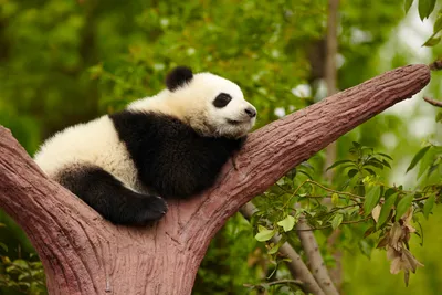 panda