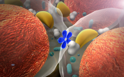 Rangkuman Materi Biologi: Sistem Hormon Manusia