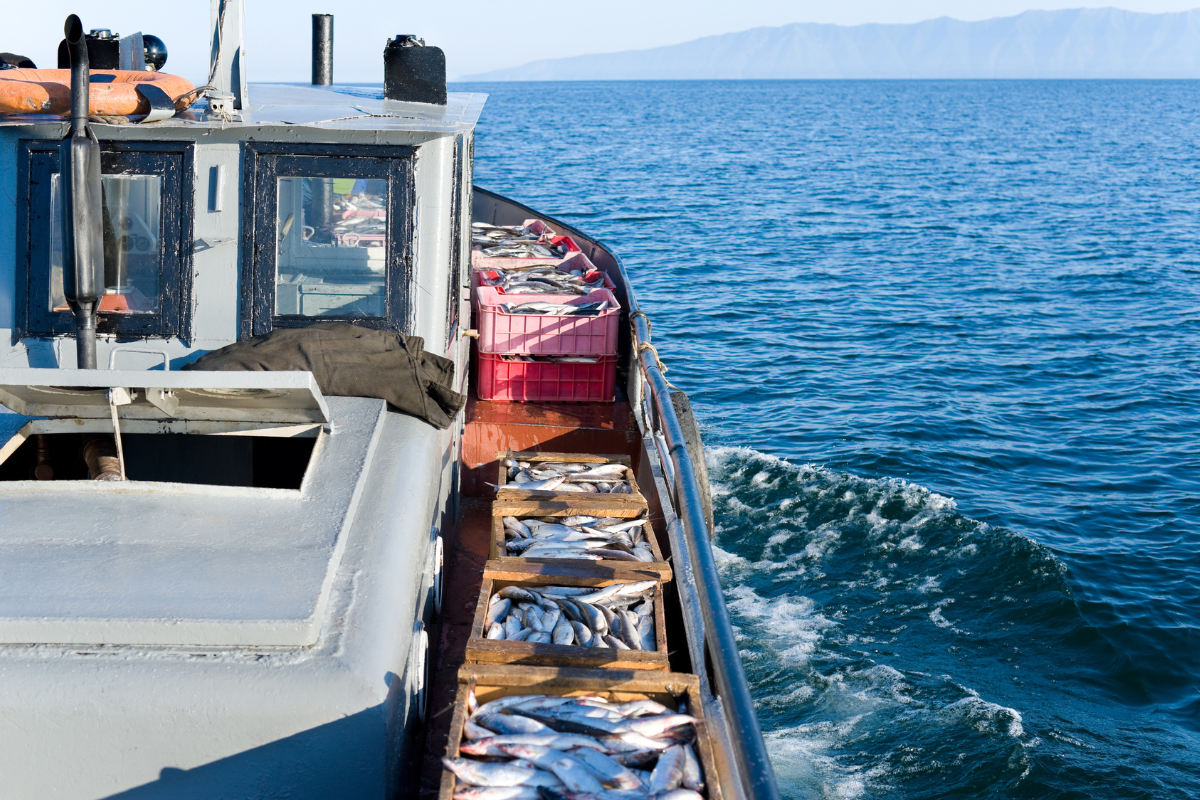 kapal ikan