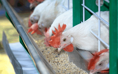 Jurusan Peternakan: Info Kuliah, Peluang Kerja, dan Universitas Terbaiknya