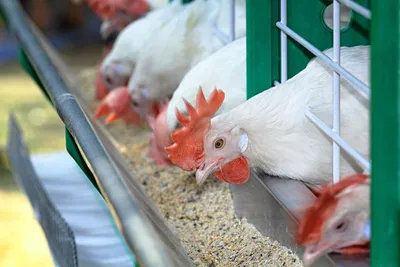 peternakan ayam