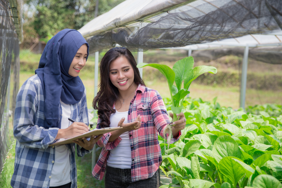 penyuluhan pertanian